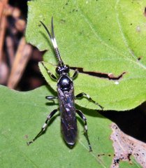 Ichneumon deliratorius