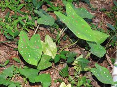 Caladium