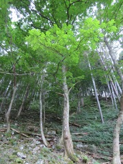 Pterocarya rhoifolia