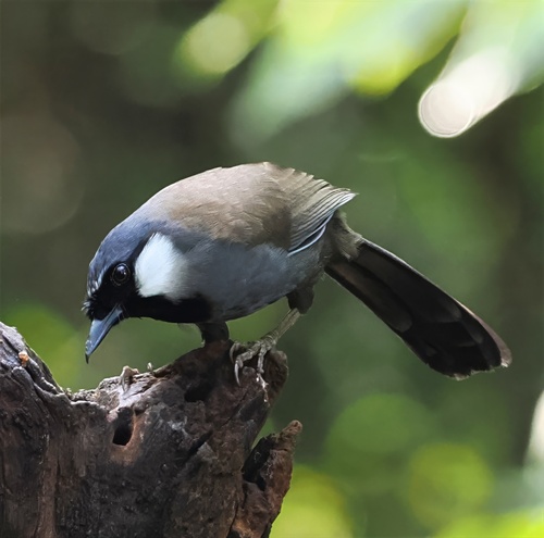 Black-throated Laughingthrush (Pterorhinus chinensis), photo 7