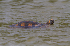 Chelonoidis denticulatus