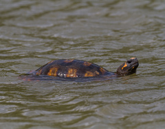 Chelonoidis denticulatus
