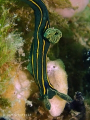 Tambja