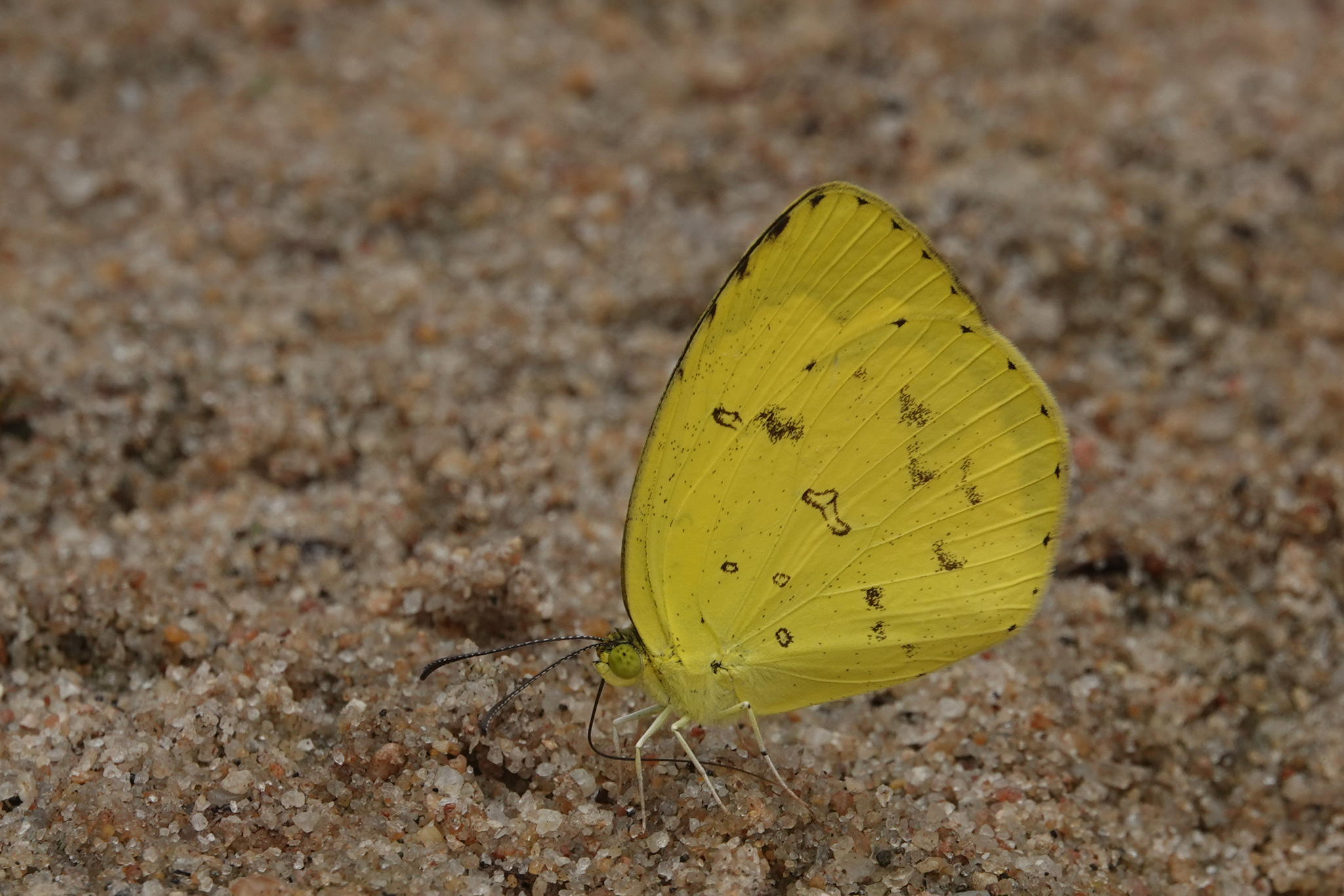 Common Grass Yellow