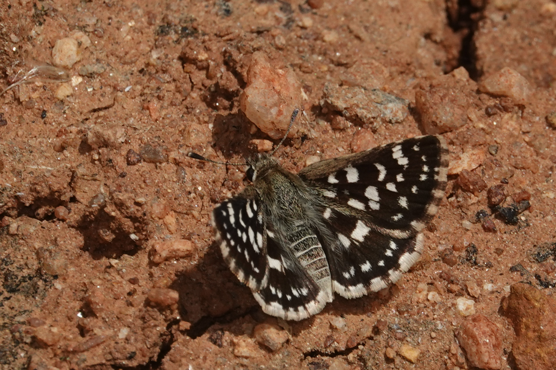 Asian Grizzled Skipper