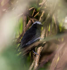 Myrmoborus leucophrys