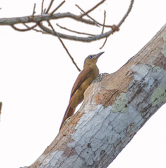 Dendrexetastes rufigula