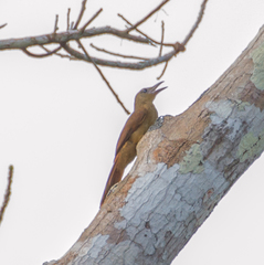 Dendrexetastes rufigula