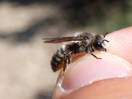 Megachile rufescens