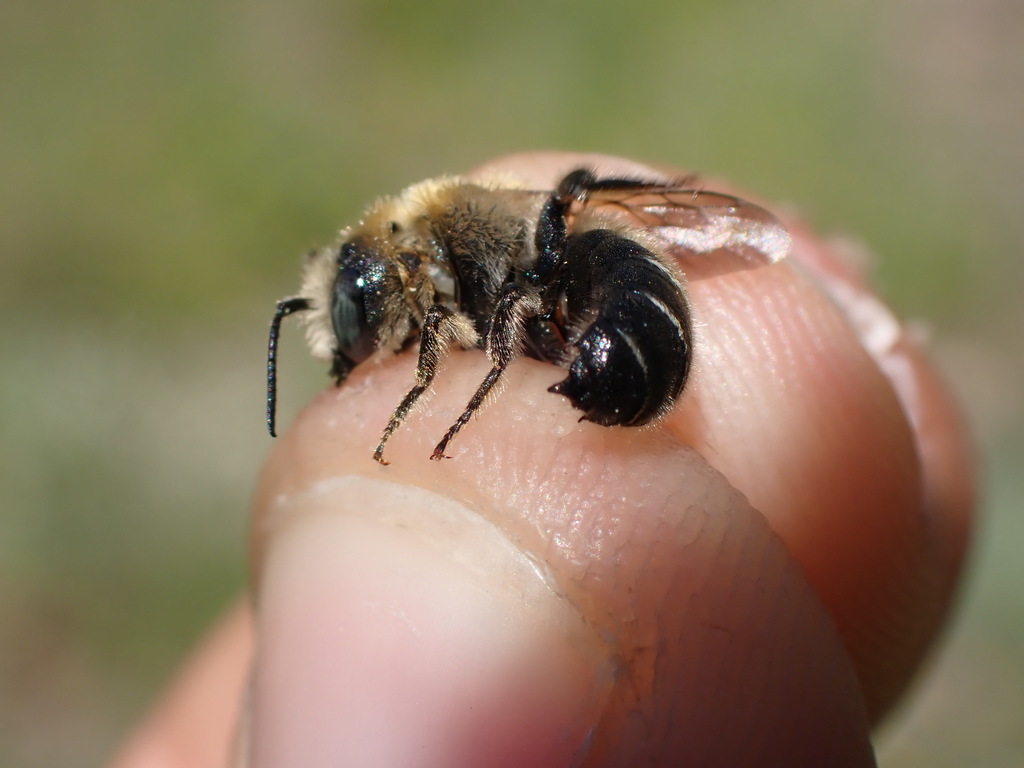 Hoplitis brachypogon