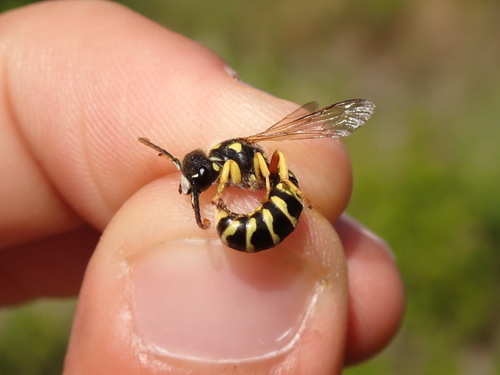 Ceramius tuberculifer
