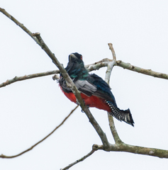 Trogon curucui