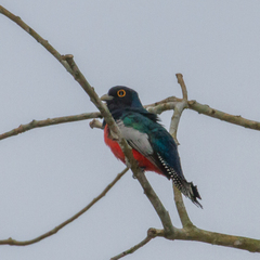 Trogon curucui