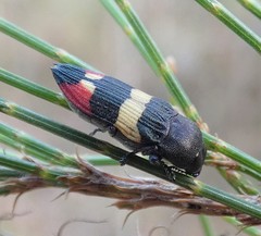 Castiarina bella