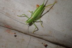 Meconema meridionale