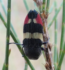 Castiarina bella