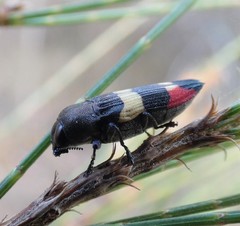 Castiarina bella
