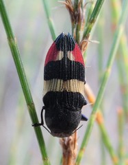 Castiarina bella