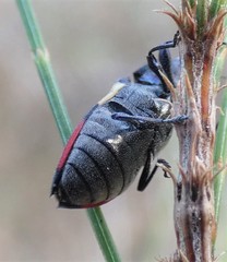 Castiarina bella