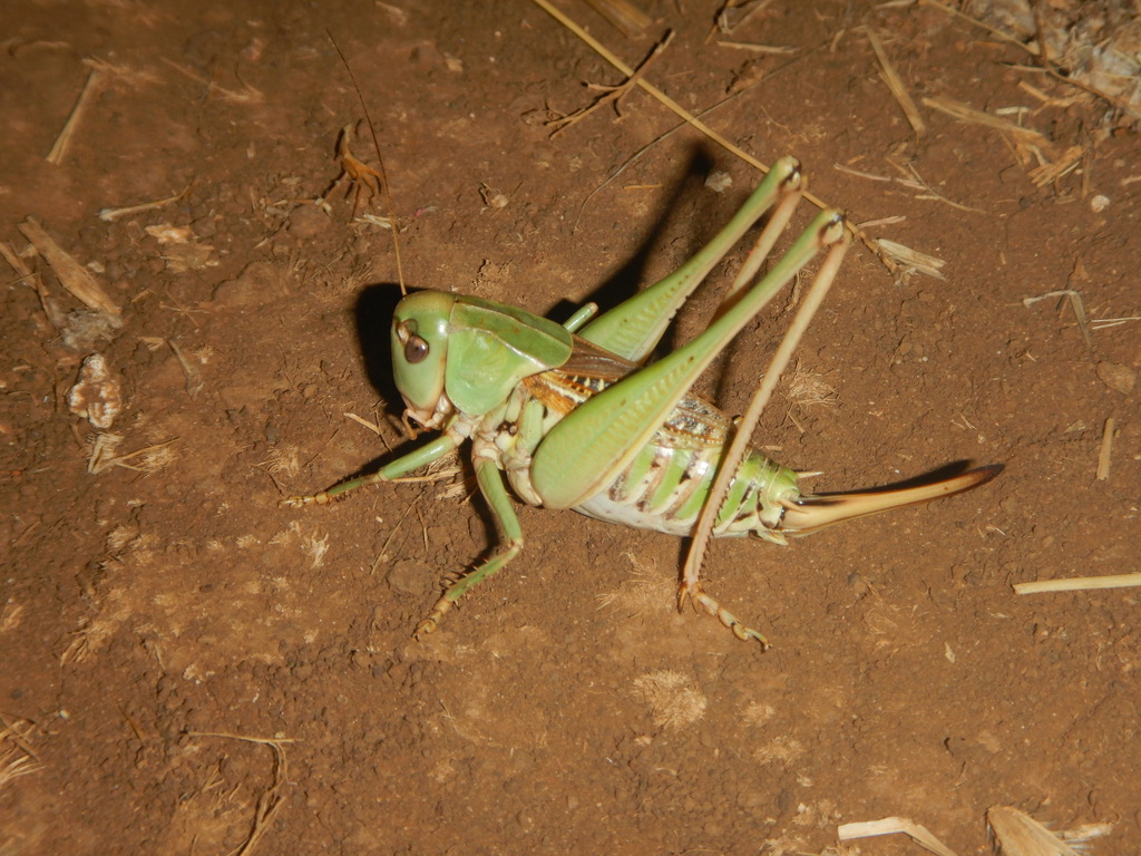 Apulian Wart-biter
