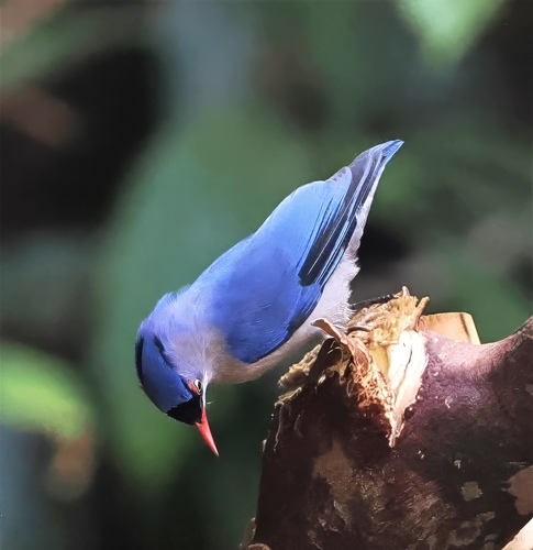 Velvet-fronted Nuthatch (Sitta frontalis), photo 2