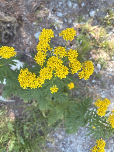 Descurainia tanacetifolia, photograph 6