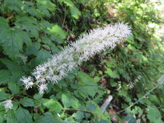 Actaea simplex