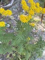 Descurainia tanacetifolia, photograph (c) Carol Ann McCormick, some rights reserved (CC BY)