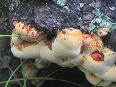 Pseudoinonotus