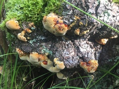 Pseudoinonotus