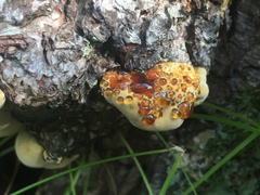 Pseudoinonotus