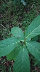 Sphenocorynes kosempoensis