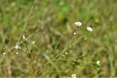 Symphyotrichum subulatum elongatum