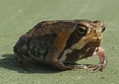 Breviceps adspersus