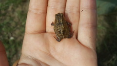 Breviceps adspersus