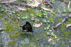 Papilio nephelus chaonulus