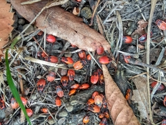 Pyrrhocoris apterus