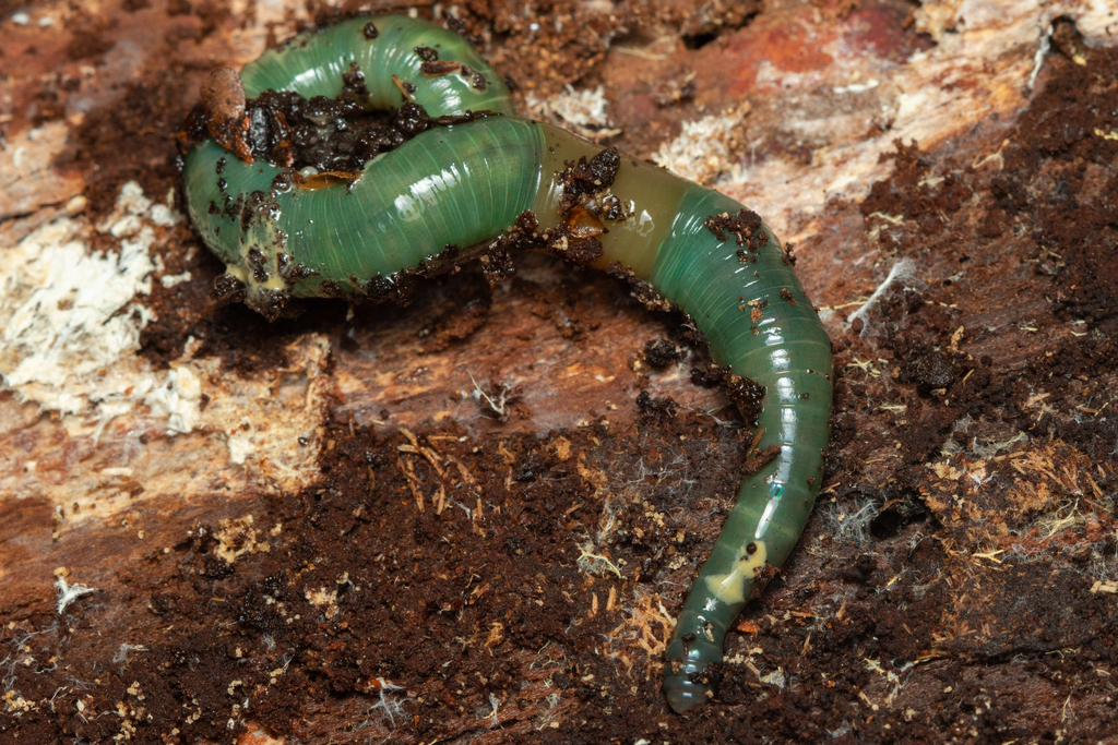 Aporrectodea smaragdina