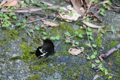 Papilio nephelus chaonulus
