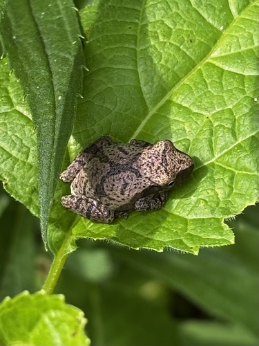 Spring Peeper photographed in Illinois