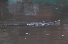 Varanus salvator salvator