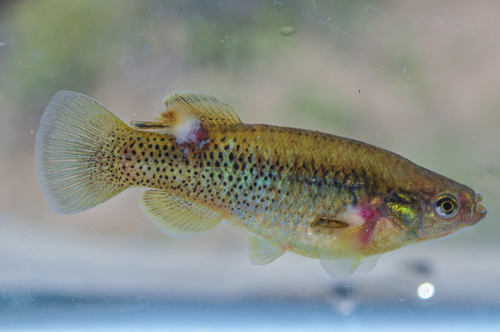 Oaxaca killifish (Profundulus oaxacae) — Profundulidae — 5