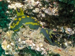 Tambja gabrielae
