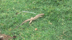 Varanus bengalensis