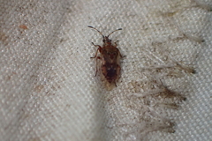 Kleidocerys resedae