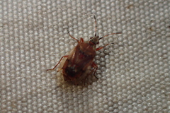 Kleidocerys resedae
