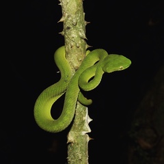 Trimeresurus vogeli