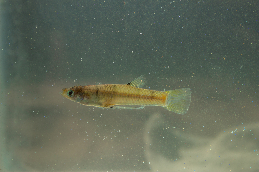 San Jeronimo Livebearer
