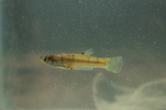 San Jeronimo Livebearer photo 1