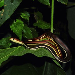 Dendrelaphis caudolineatus